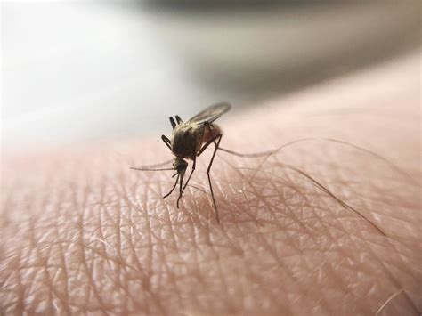 sivrisinek neden bazı insanları ısırmaz